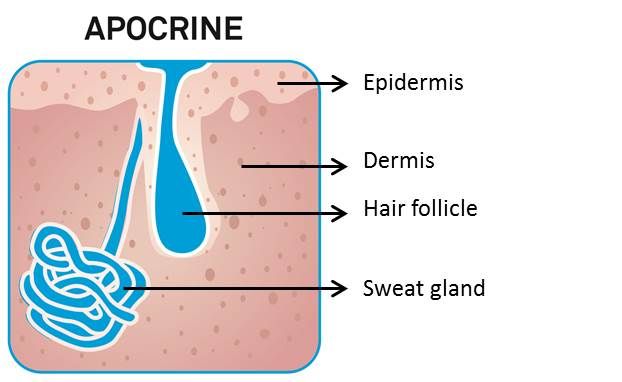 apocrine-with-explanation.jpg