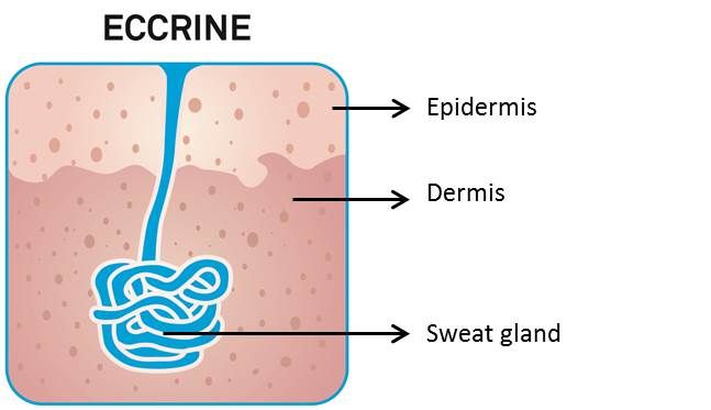 eccrine-with-explanation.jpg